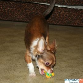 Продается щенок чихуахуа, мальчик шоколадного окраса, дл/шерстн,