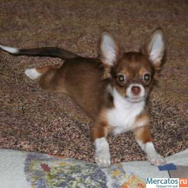 Продается щенок чихуахуа, мальчик шоколадного окраса, дл/шерстн,