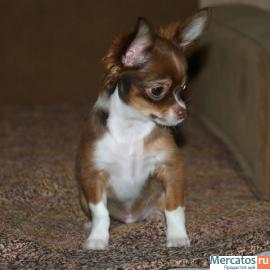 Продается щенок чихуахуа, мальчик шоколадного окраса, дл/шерстн,