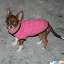 Продается щенок чихуахуа, мальчик шоколадного окраса, дл/шерстн,