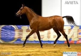 Продается кобыла чистокровной арабской породы