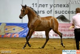 Продается кобыла чистокровной арабской породы 2