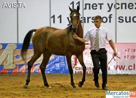 Продается кобыла чистокровной арабской породы 4