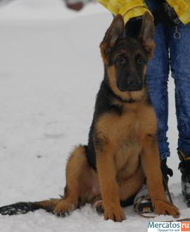 Щенок немецкой овчарки кобель 5 мес.