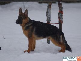Щенок немецкой овчарки кобель 5 мес.