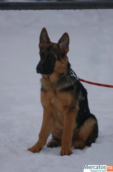 Щенок немецкой овчарки кобель 5 мес.