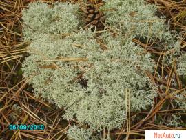 Олений мох - Ягель, род-Cladonia
