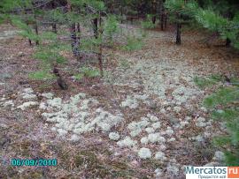 Олений мох - Ягель, род-Cladonia 3