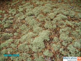 Олений мох - Ягель, род-Cladonia 4