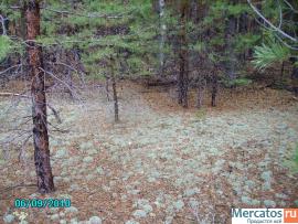 Олений мох - Ягель, род-Cladonia 5