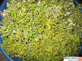 Иссландский мох (Цетрария иссландская) 2