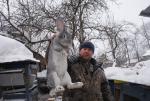 продам кроликов великанов