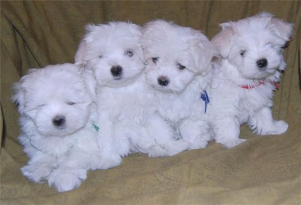 Продаются щенки мальтезе (мальтийская болонка)