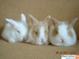 prodayutsya-karlikovye-i-dekorativnye-kroliki-2