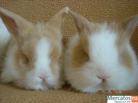 prodayutsya-karlikovye-i-dekorativnye-kroliki-3