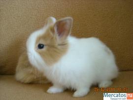 prodayutsya-karlikovye-i-dekorativnye-kroliki-4
