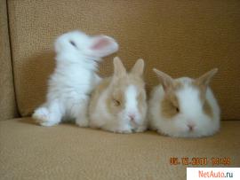 prodayutsya-karlikovye-i-dekorativnye-kroliki-