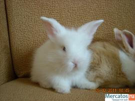 prodayutsya-karlikovye-i-dekorativnye-kroliki-5