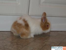 prodayutsya-karlikovye-i-dekorativnye-kroliki-6