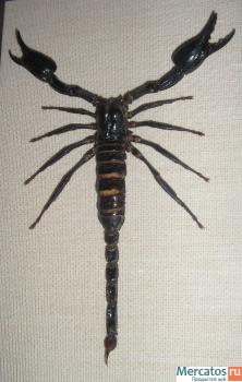 Скорпион в рамке за стеклом. Экзотический подарок.