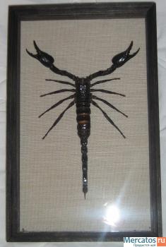 Скорпион в рамке за стеклом. Экзотический подарок.