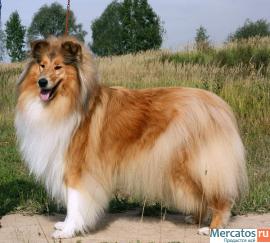 Щенки колли д/ш