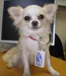 Прибор Pets для животных