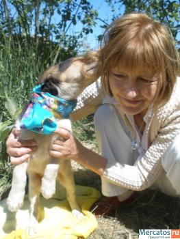 Щенки в дар (видео).