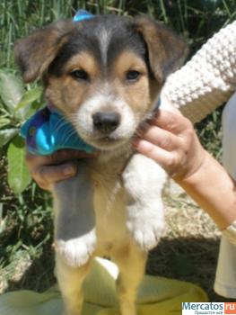 Щенки в дар (видео).