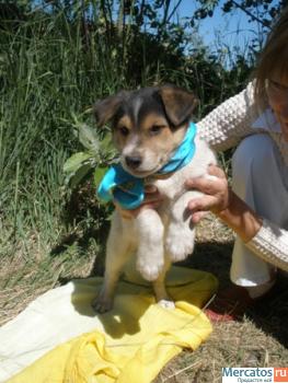 Щенки в дар (видео).