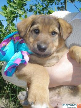 Щенки в дар (видео).