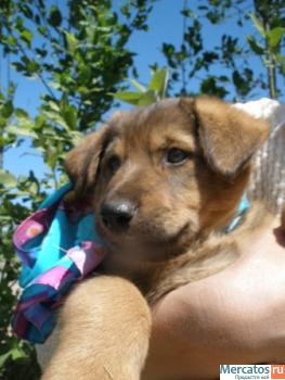 Щенки в дар (видео).