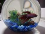 Аквариум с рыбкой.