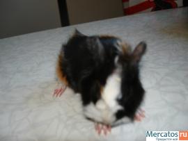 Продаю МОРСКИХ СВИНОК.