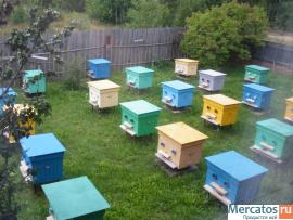 МЕД! Нытвенский Мед.