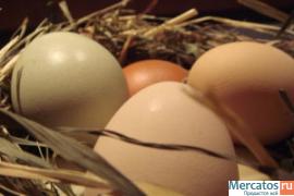 натуральные продукты из деревни