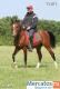 Prodaetsya-loshad-arabskiy-zherebec-TVIST-