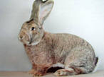 Продажа Кроликов-гигантов породы: Фландр, Ризен, Обер.