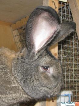 Продажа Кроликов-гигантов породы: Фландр, Ризен, Обер.