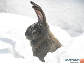 Продажа Кроликов-гигантов породы: Фландр, Ризен, Обер.