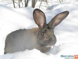 Продажа Кроликов-гигантов породы: Фландр, Ризен, Обер.