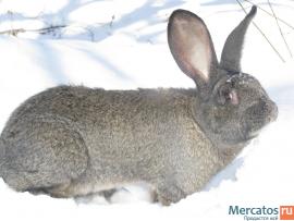 Продажа Кроликов-гигантов породы: Фландр, Ризен, Обер.