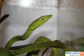 Продаю рептилий. Игуаны, агамы, змеи.