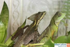 Продаю рептилий. Игуаны, агамы, змеи.