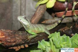 Продаю рептилий. Игуаны, агамы, змеи.