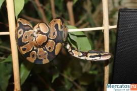 Продаю рептилий. Игуаны, агамы, змеи.