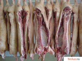 Cвинина в полутушах оптом с бойни - от 5 тонн