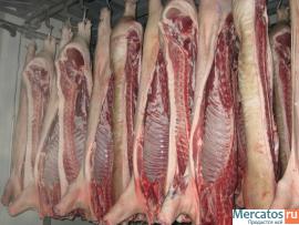 Cвинина в полутушах оптом с бойни - от 5 тонн 2