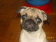 Prodam-mopsadevochku-v-horoshie-ruki