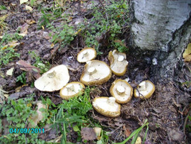 Gruzdi-chernye-solenye-bochkovye-6